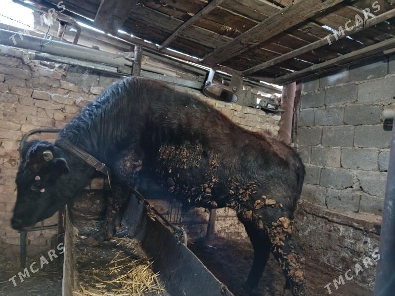 Okuzler - Ашхабад - img 1