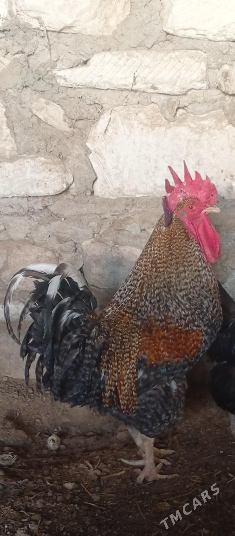 Horoz - Balkanabat - img 1