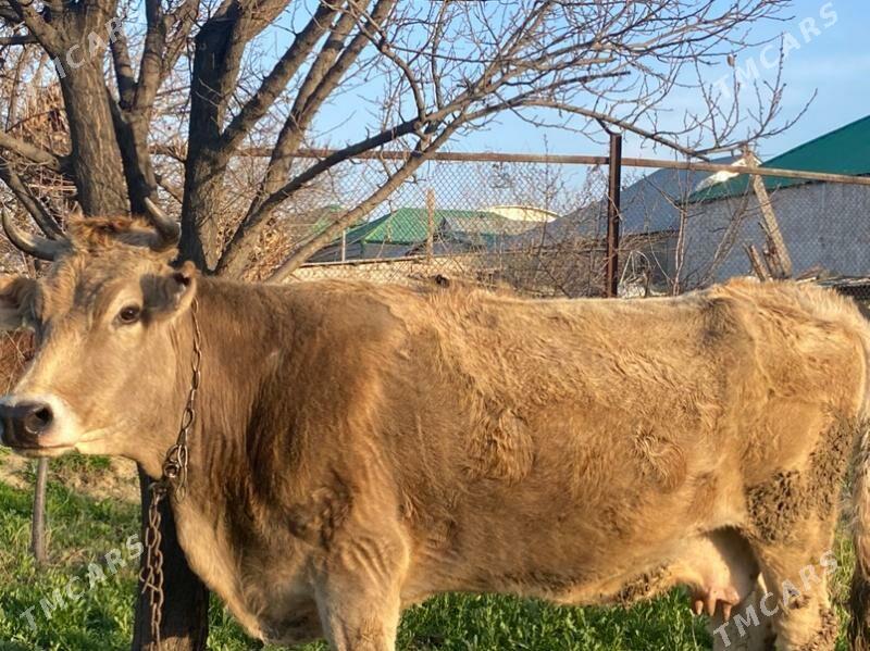 Bogaz sygyr - Gökje - img 1