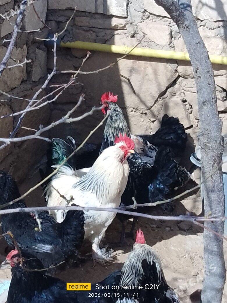 Horaz - Туркменбаши - img 1