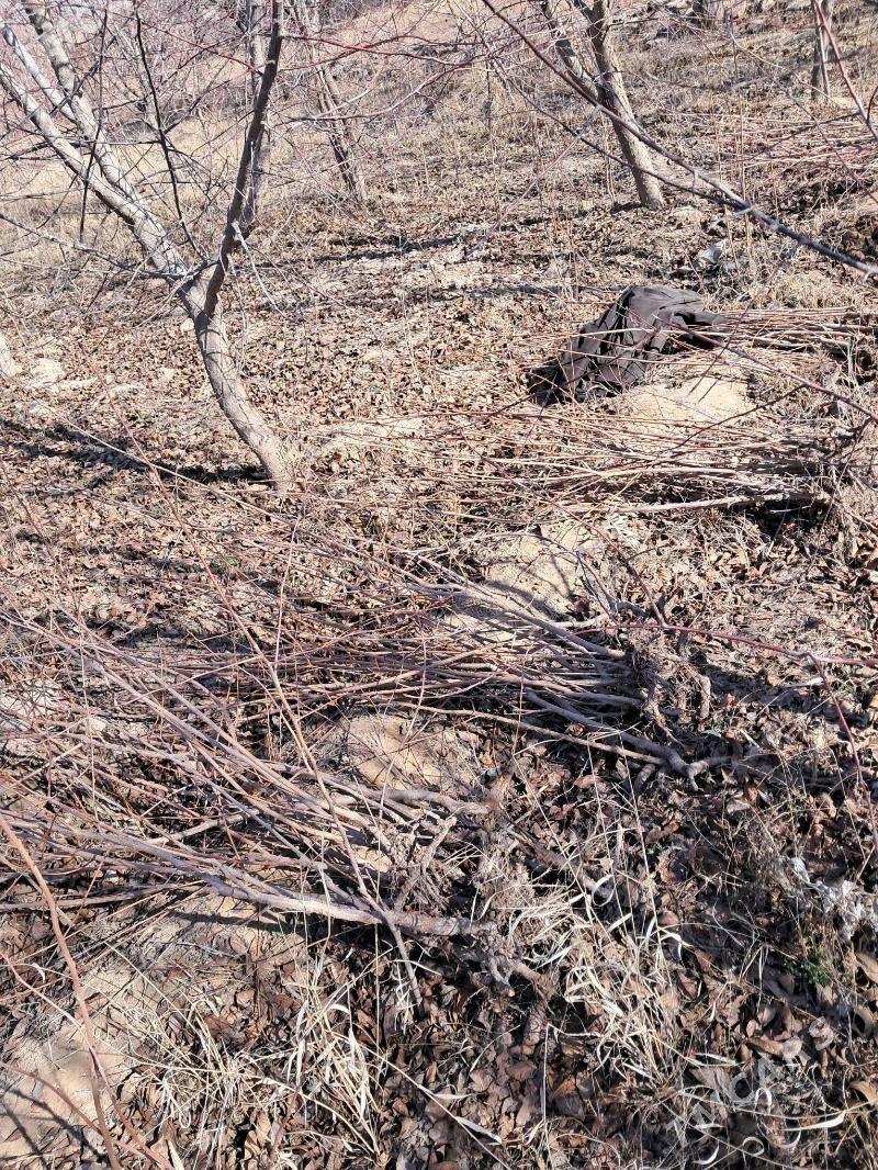 Miweli agac nahalary - Daşoguz - img 1