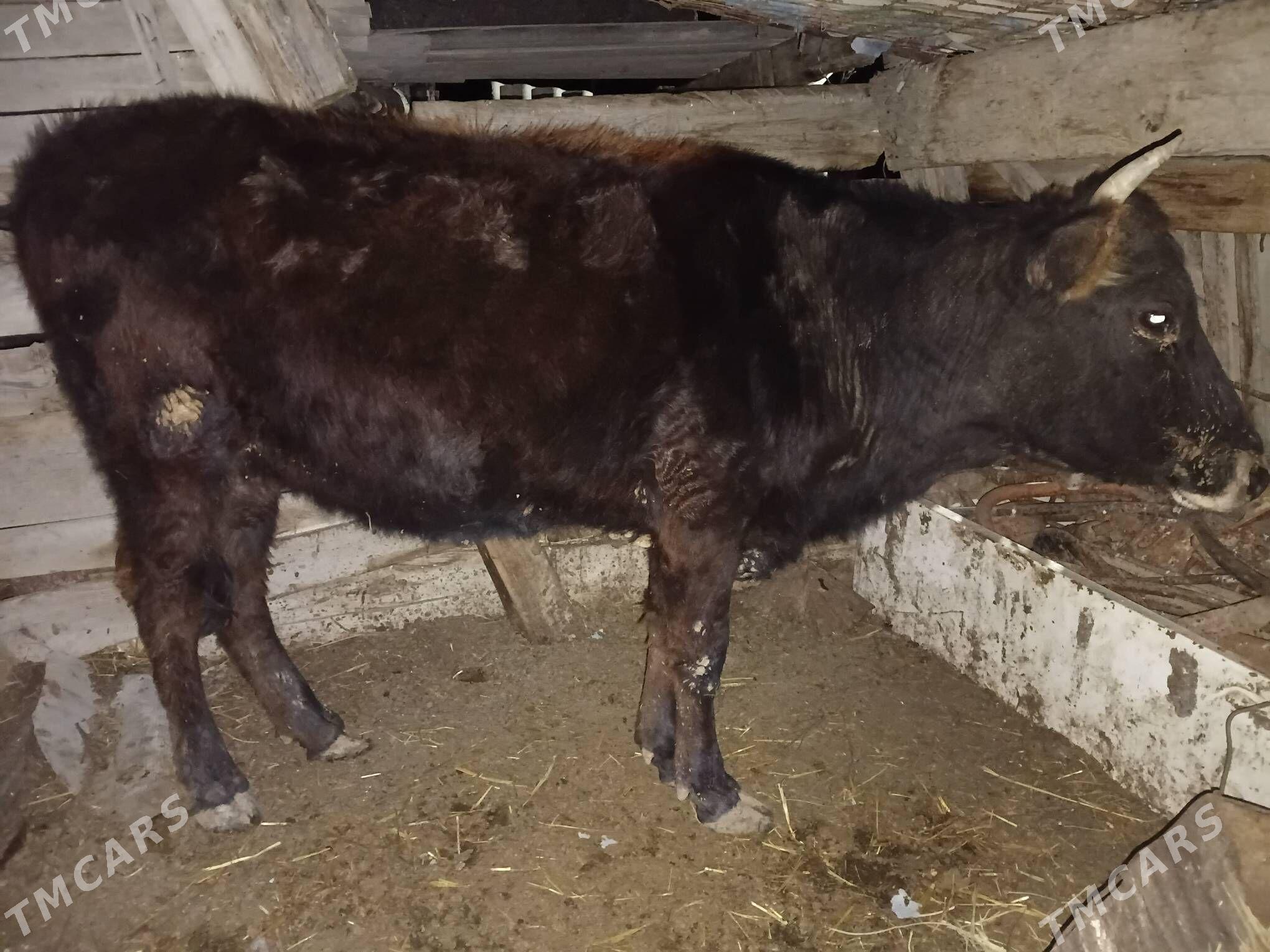 tuwe - Gyzylarbat - img 1