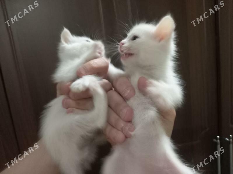 котята - Aşgabat - img 1