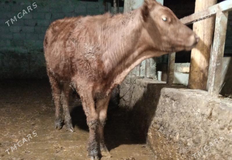 gysyr sygyr tuwe - Гёкдепе - img 1