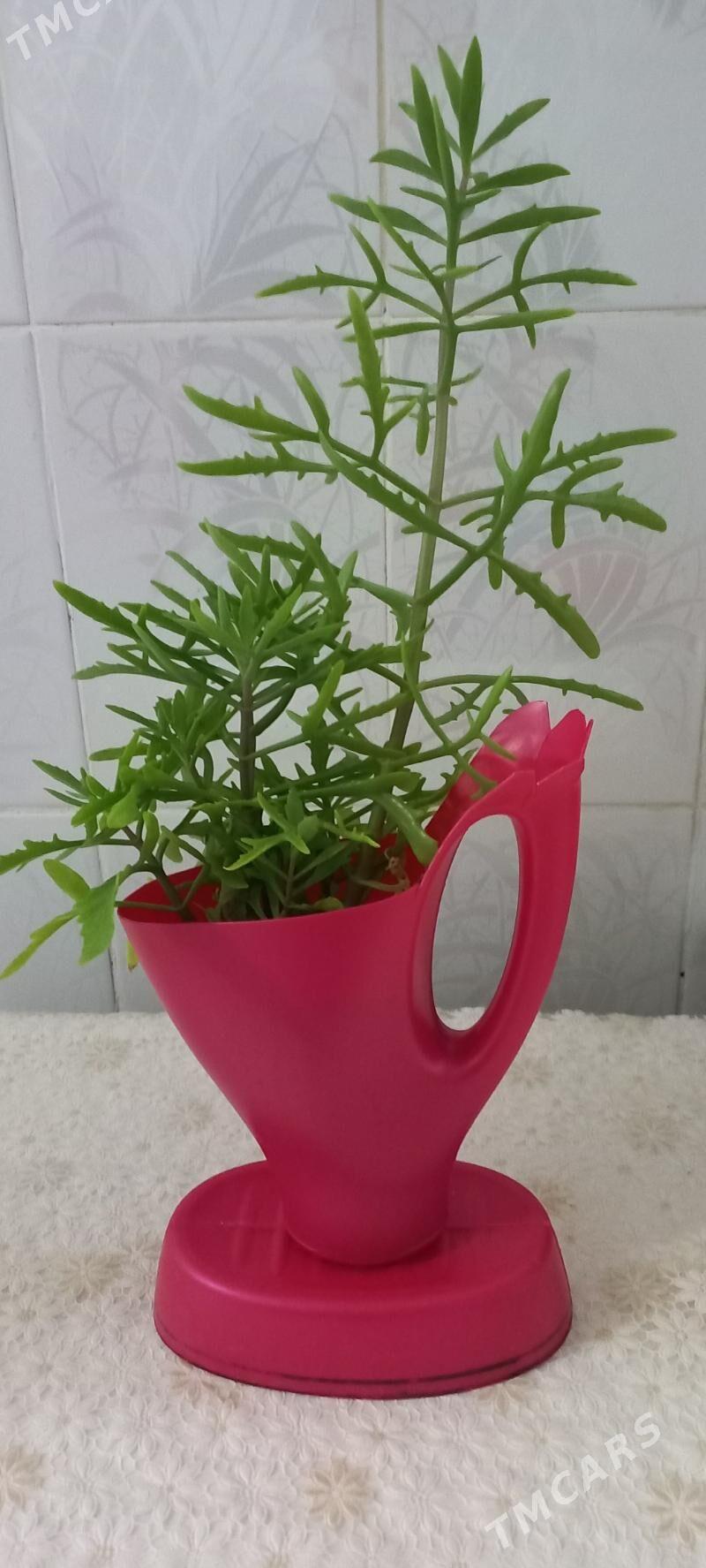 цветы - Ашхабад - img 1