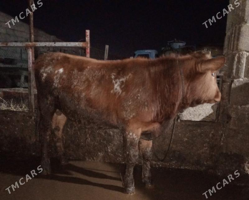 öküz - Гёкдепе - img 1