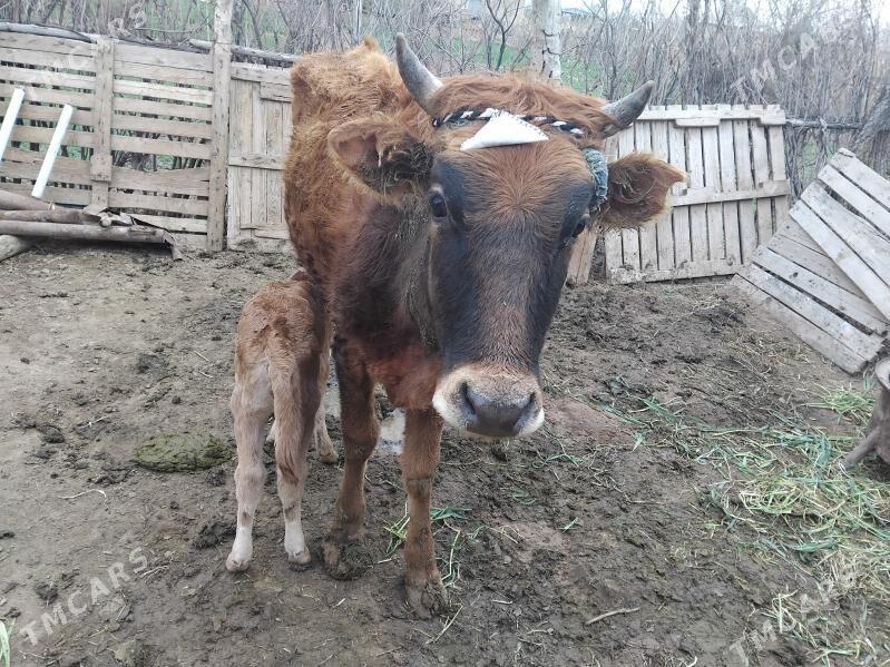 Sygyr - Бабадайхан - img 1