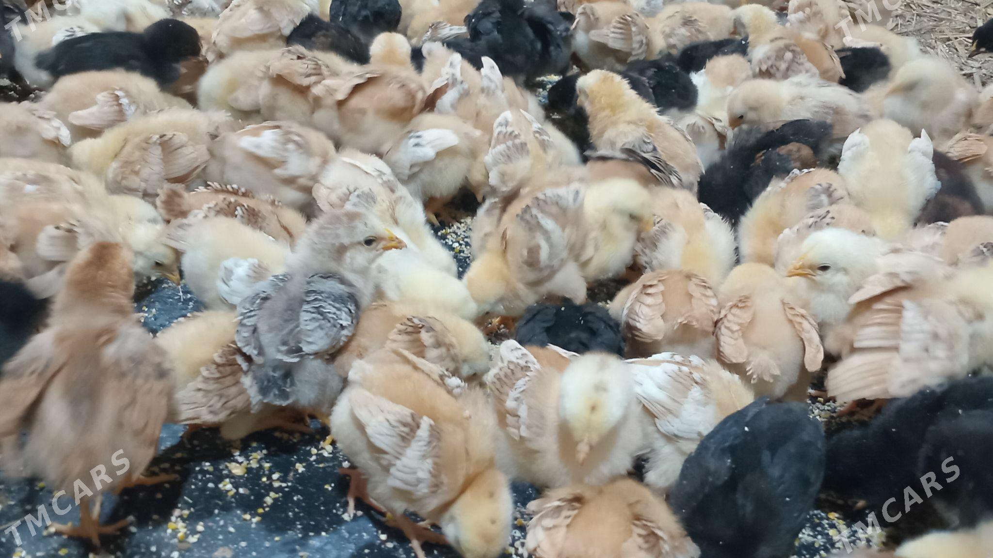 juje - Кёнеургенч - img 1