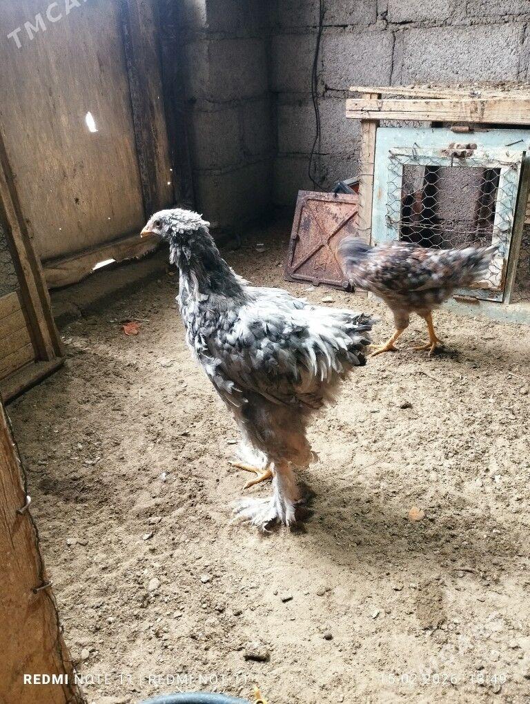 Brama 6 aylyk horaz - Гумдаг - img 1