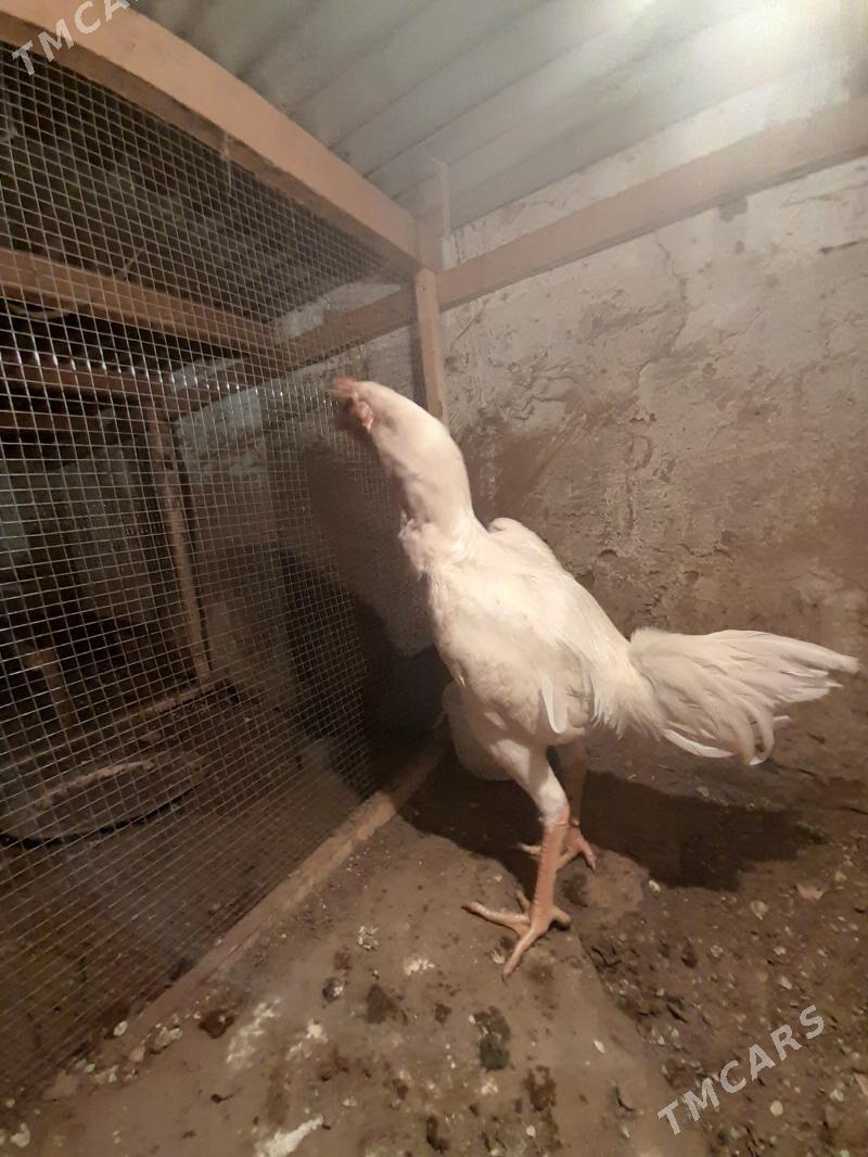 baysobysgy - Балканабат - img 1