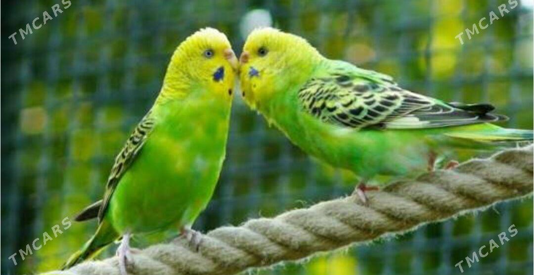 popugay - Aşgabat - img 1