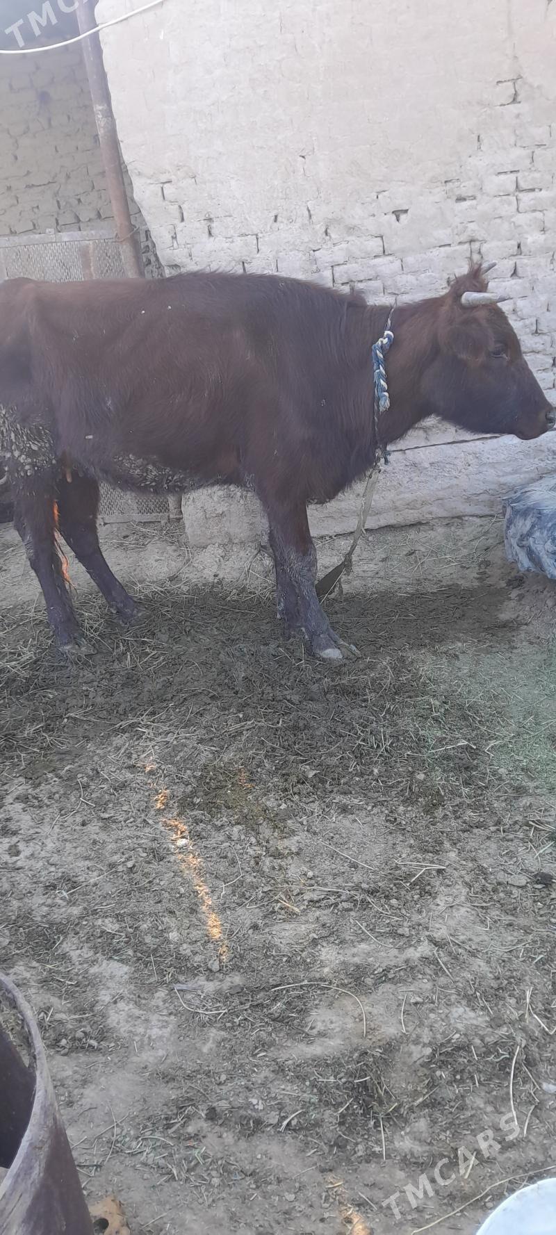 Goleli sygyr - Сакарчага - img 1