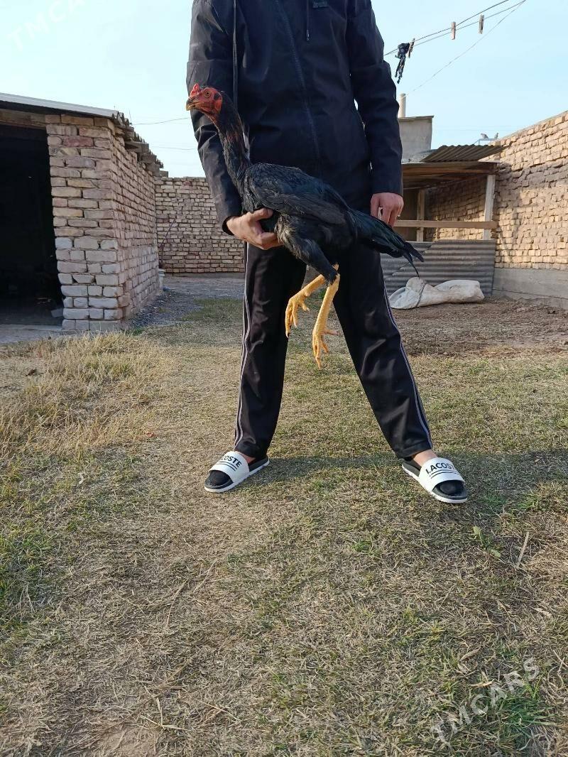 Taskent - Tejen - img 1