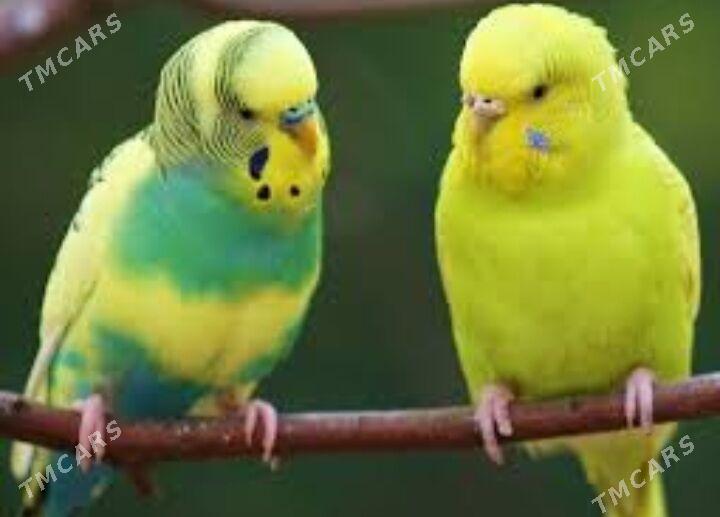 popugay gus - Ашхабад - img 1