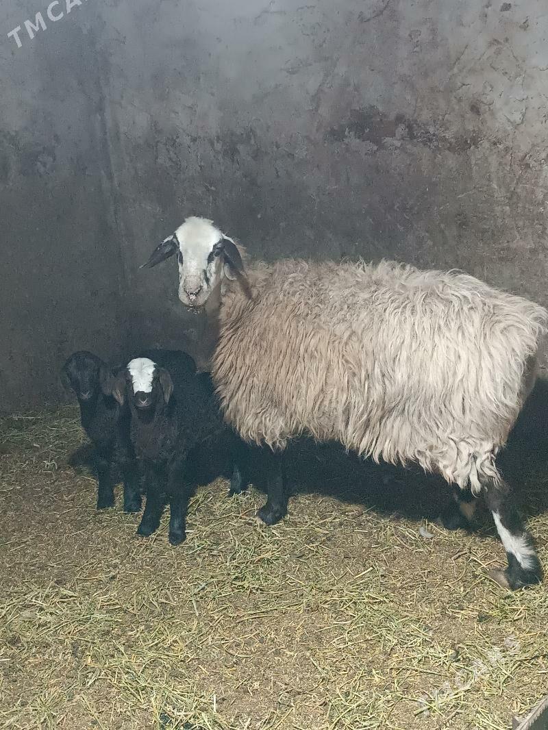 ekiz guzyly goyun - Мары - img 1