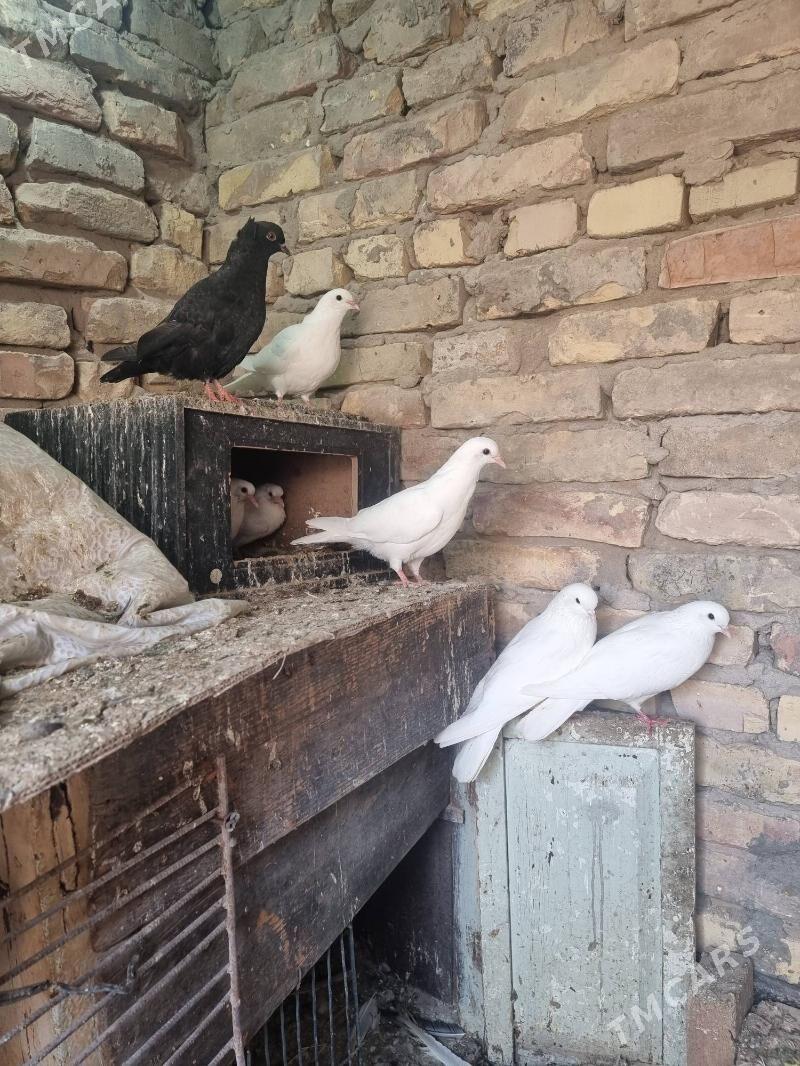 Aklar - Туркменабат - img 1