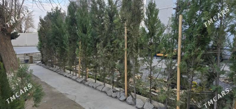 Zabor etmek üçin tuýalar - Туркменабат - img 1