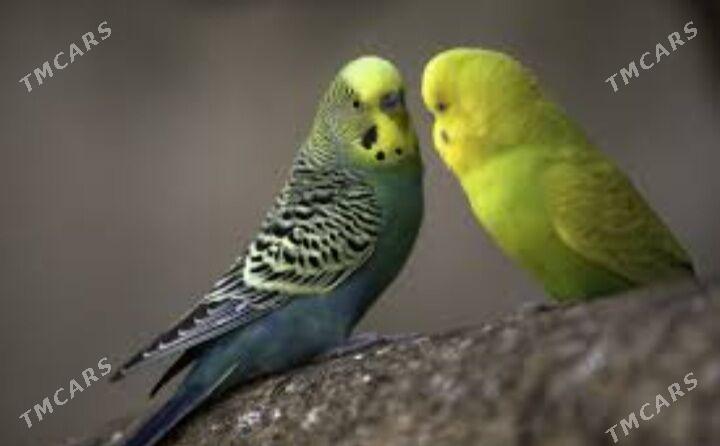 popugay kletka - Ашхабад - img 1