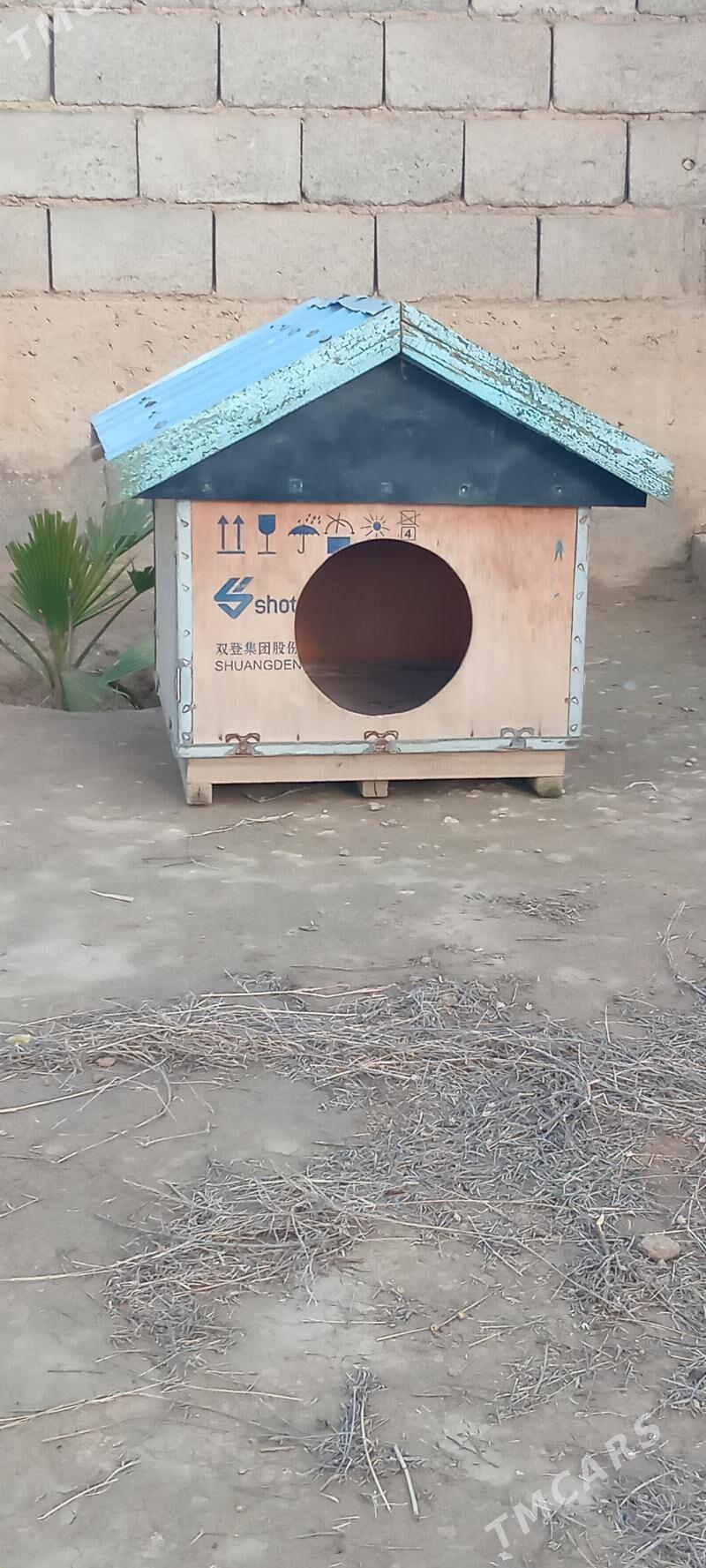 Gürji ketek - Etrek - img 1