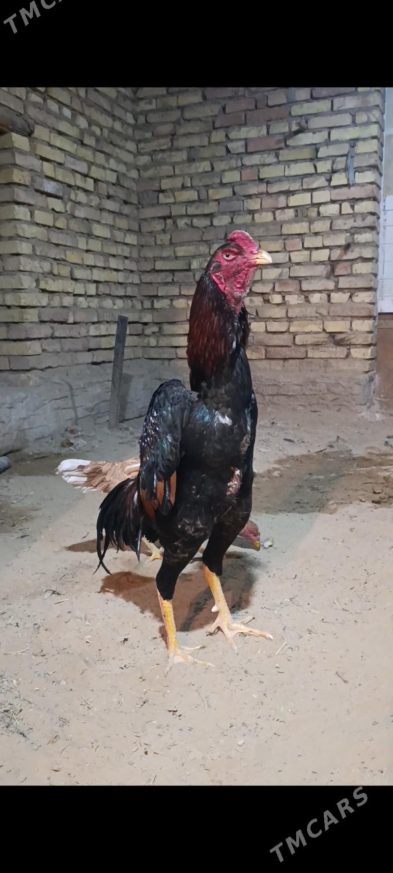 Taskent - Мары - img 1