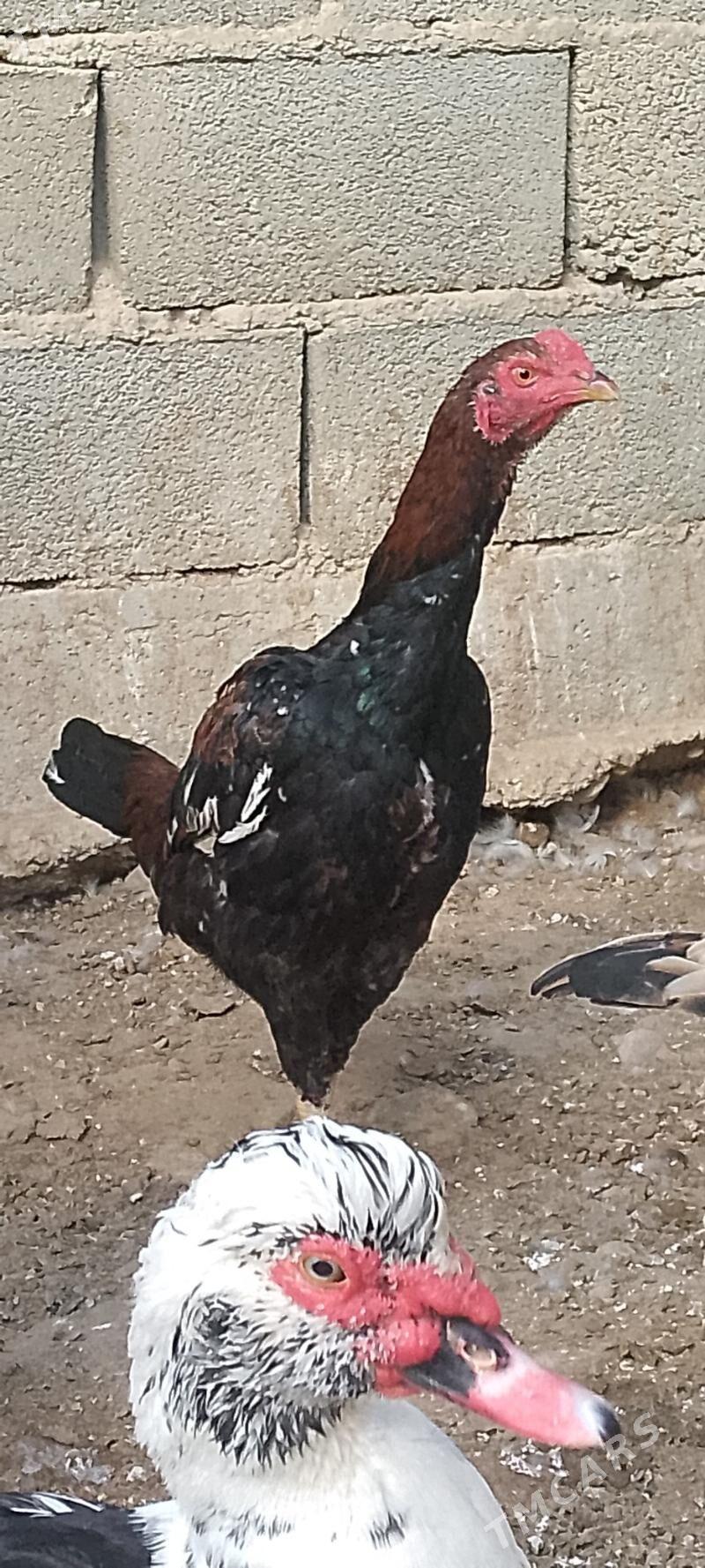 bausok horaz - Балканабат - img 1