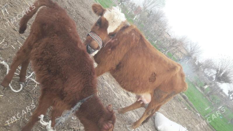 Saglyk sygyr - Туркменабат - img 1