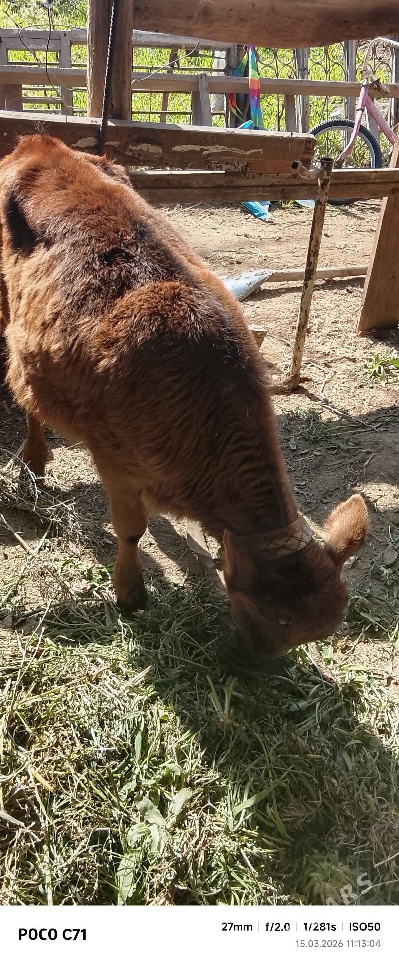 Gõleli sygyr - Mary - img 1