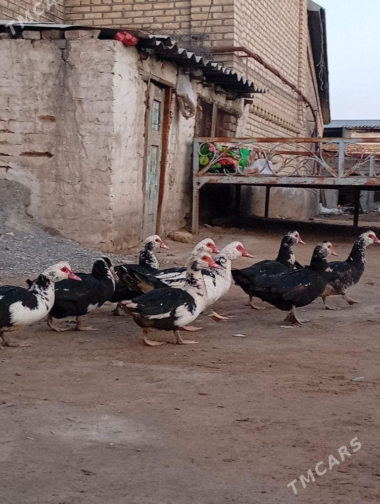 maki indautga - Mary - img 1