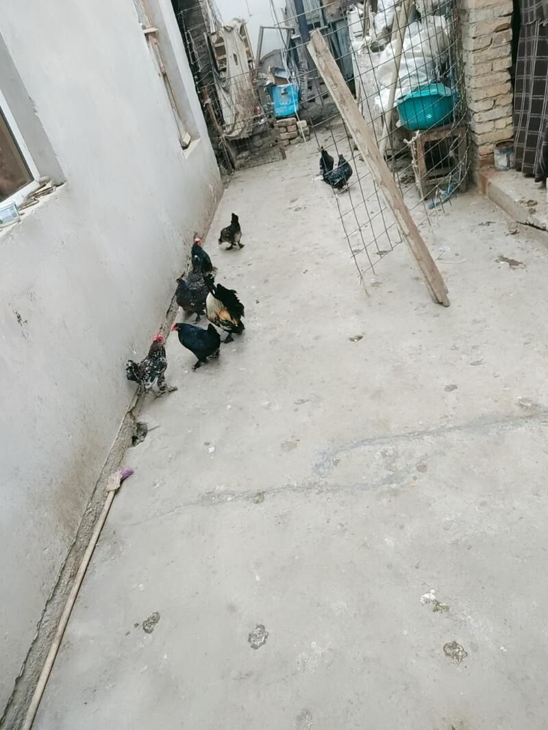 yaponcikler gigant horazlar - Çärjew - img 1