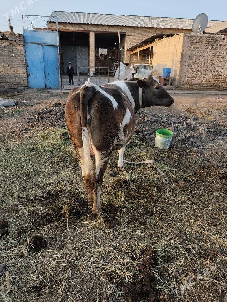 yetik bogaz - Türkmenabat - img 1