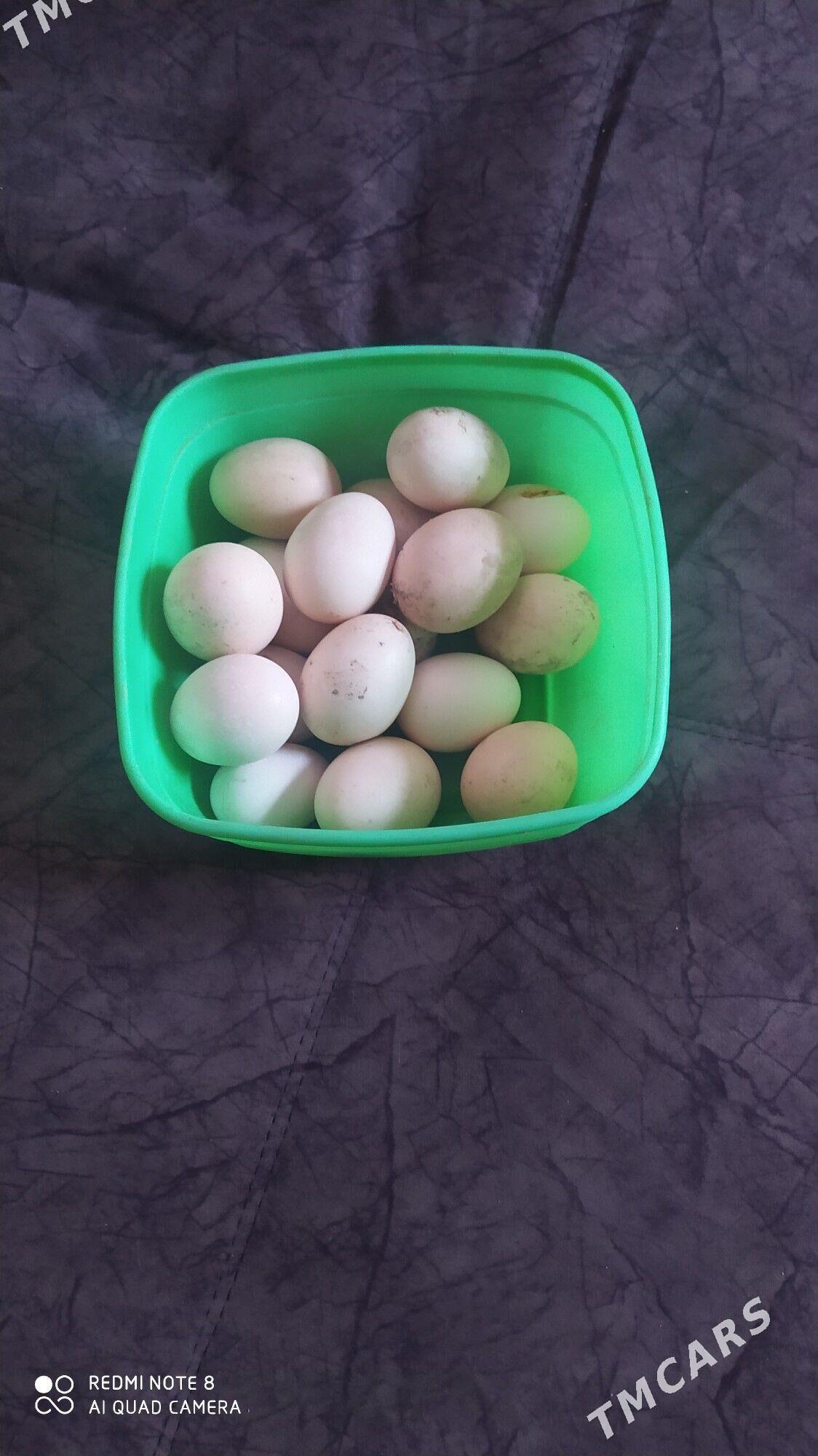 yumurta bastırmak icin - Daşoguz - img 1