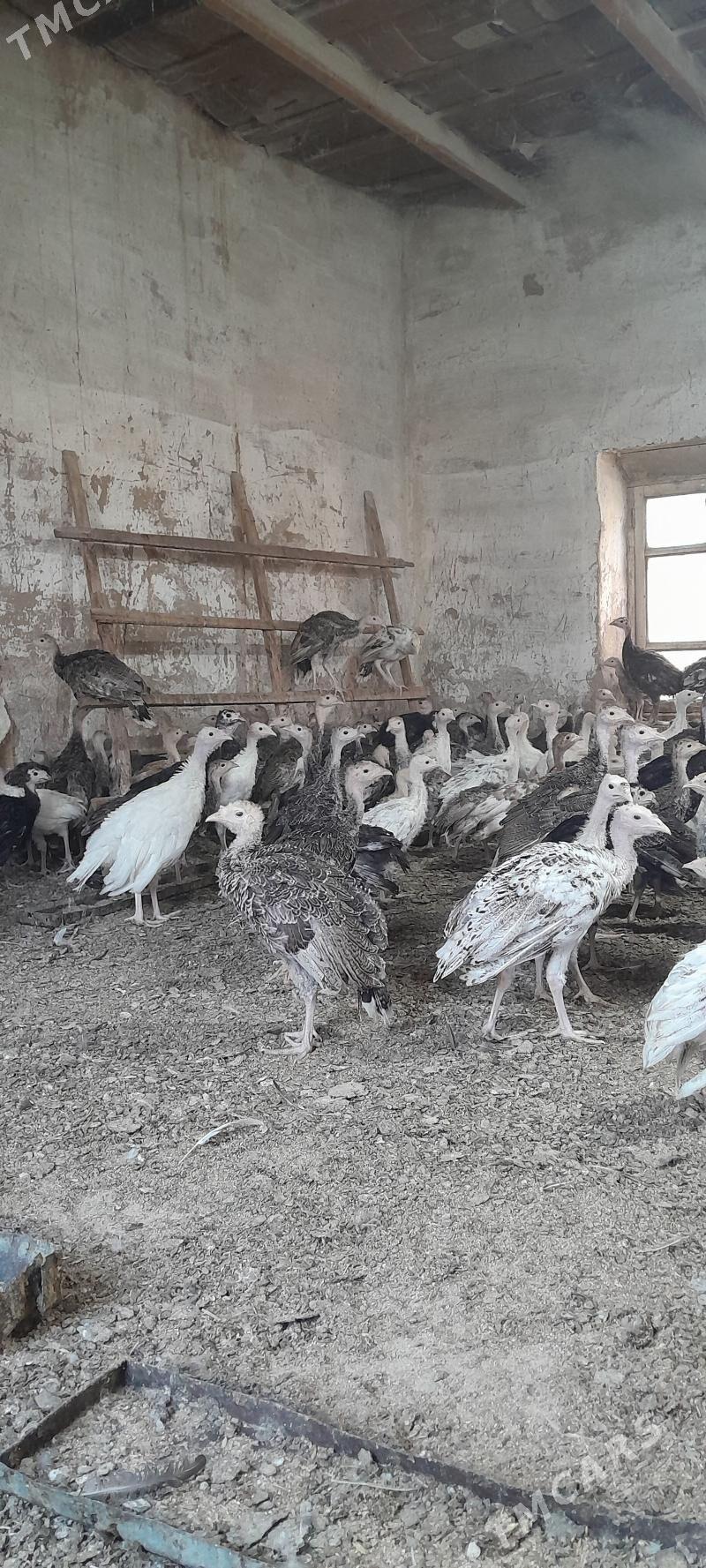 induk jüýje - Mary - img 1