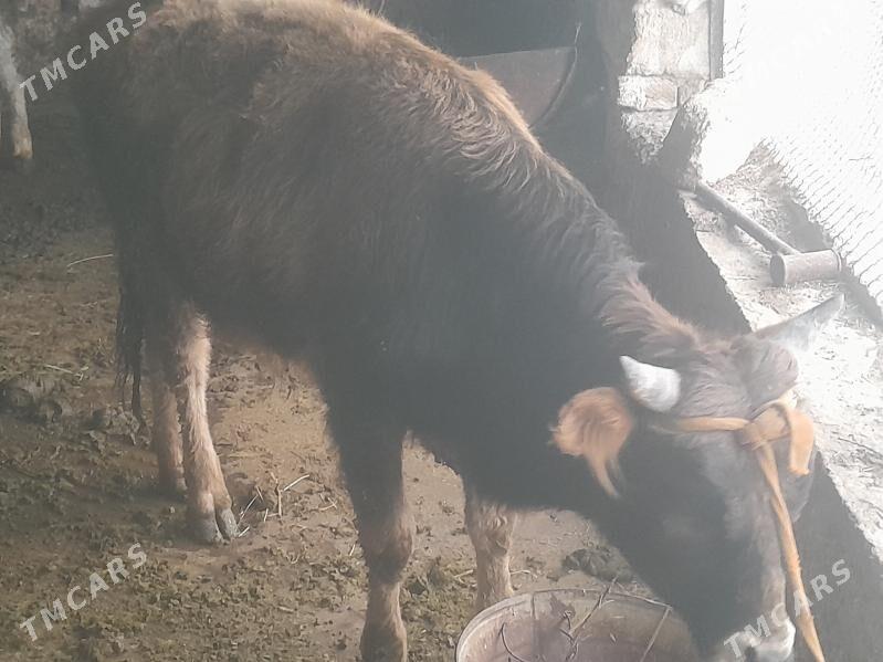 okuzceler 1 yes 6 aylyk - Gyzylarbat - img 1