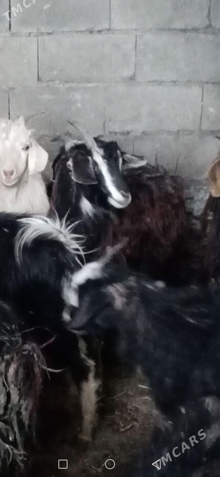 Dog cykan cebis - Bereket - img 1