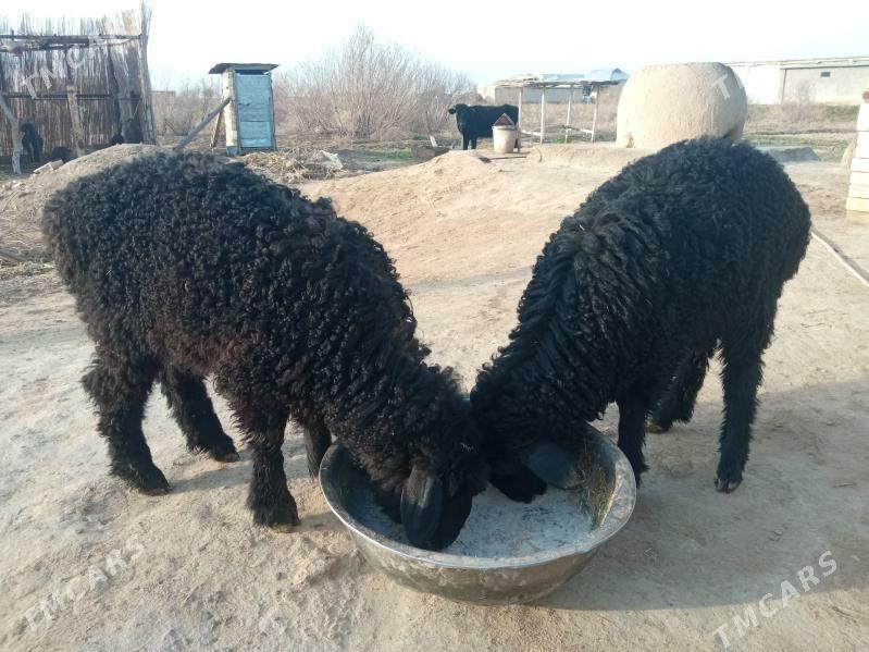 Guzy - Байрамали - img 1