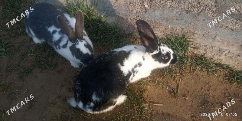 Towşan - Mary - img 1