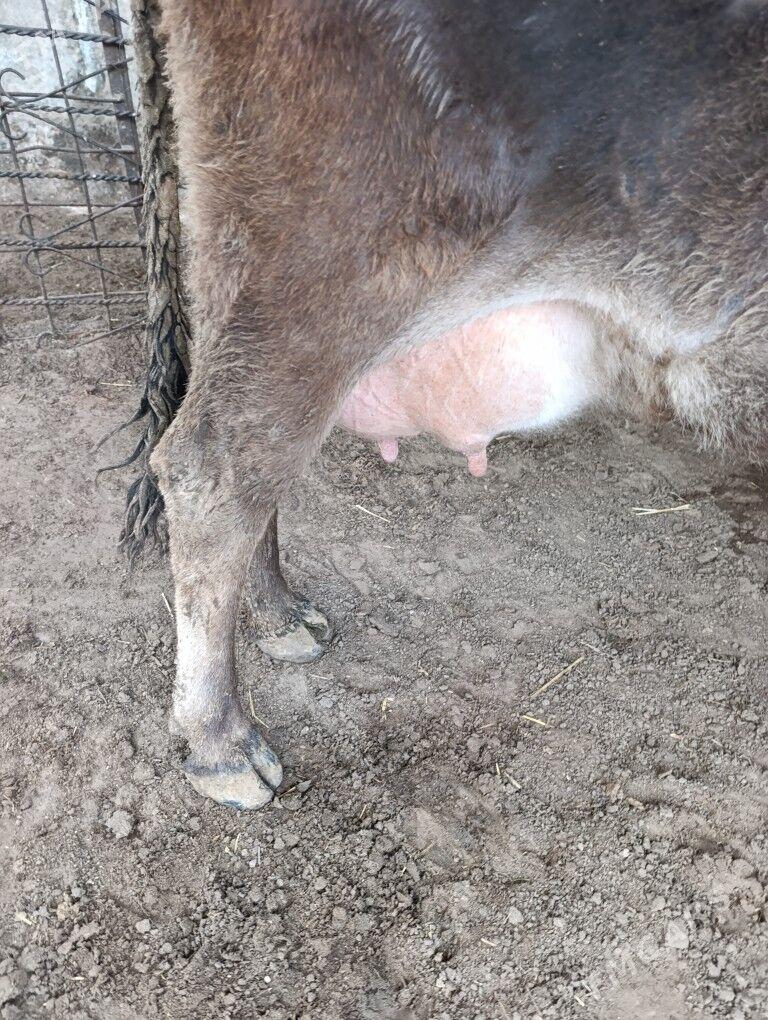 Sygyr - Балканабат - img 1