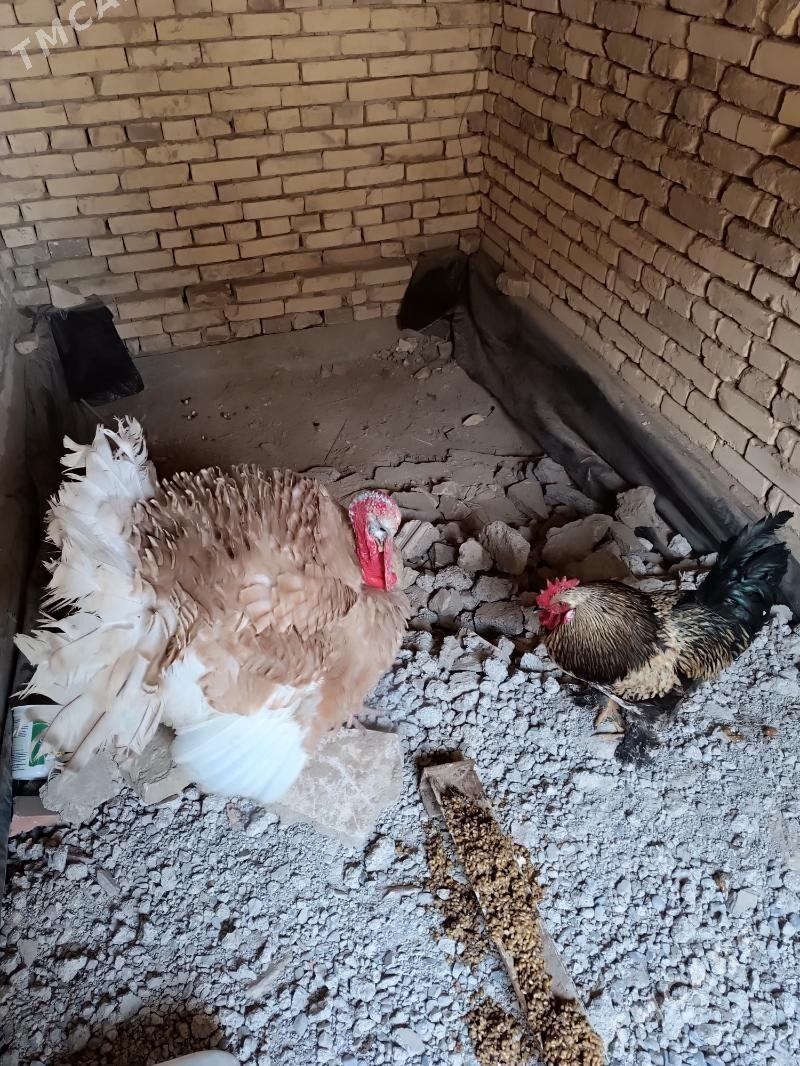 erkek induk horaz - Mary - img 1