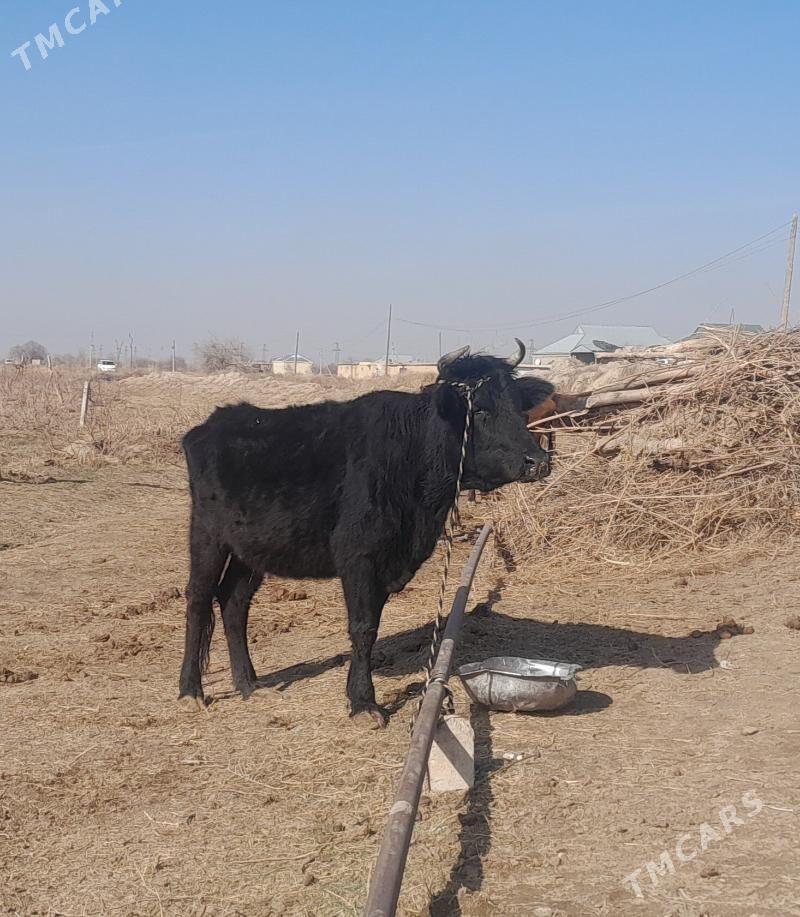 sygyr - Mary - img 1