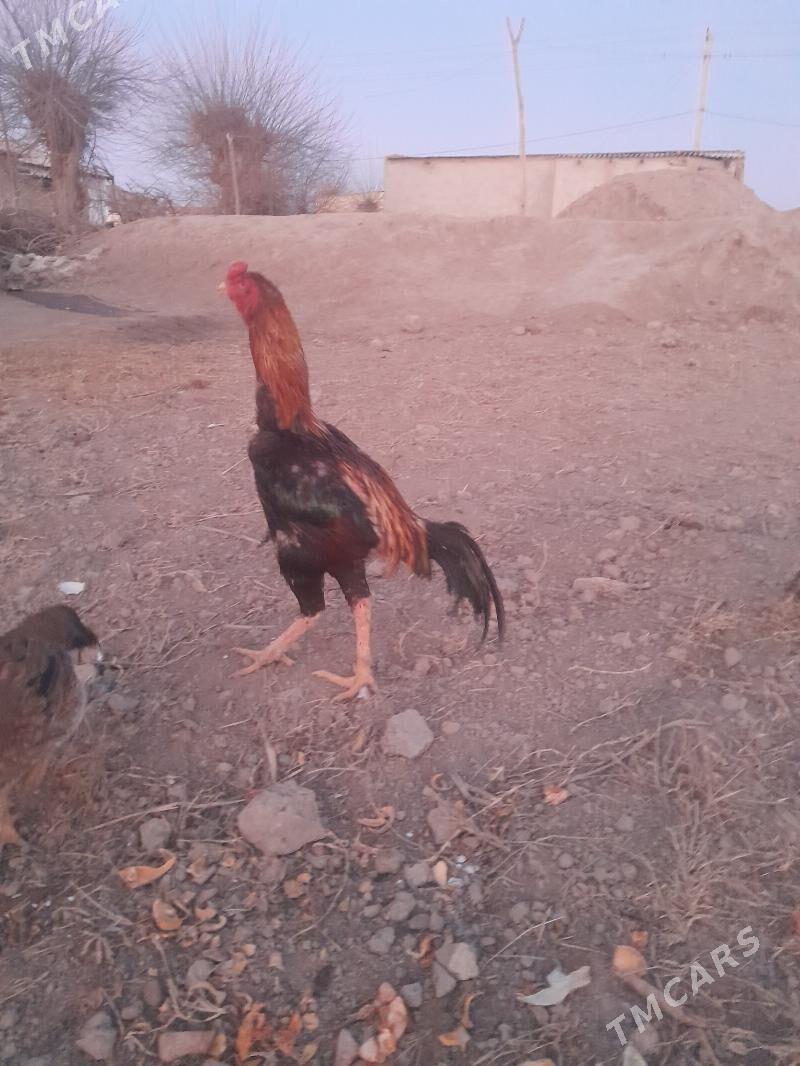 ozbek bilen samo - Сакар - img 1