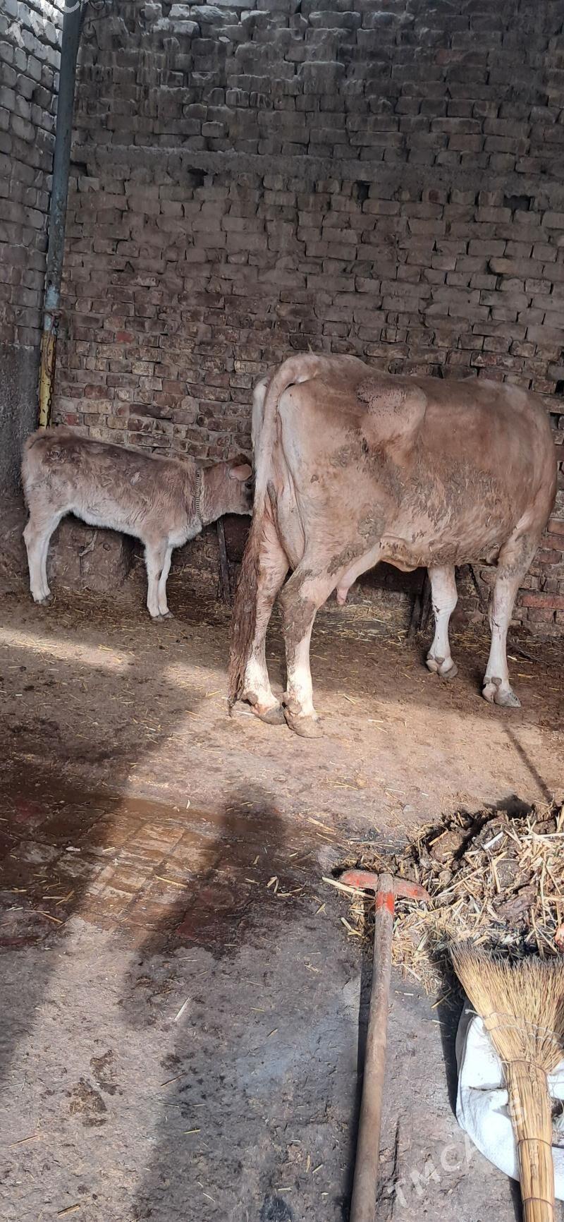 goleli sygyr - Aşgabat - img 1