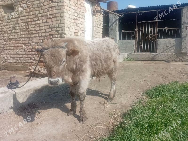 öküz - Бахарден - img 1