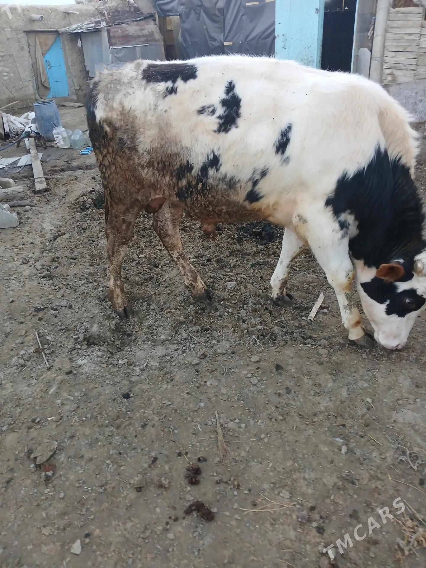 okuz - Бахарден - img 1