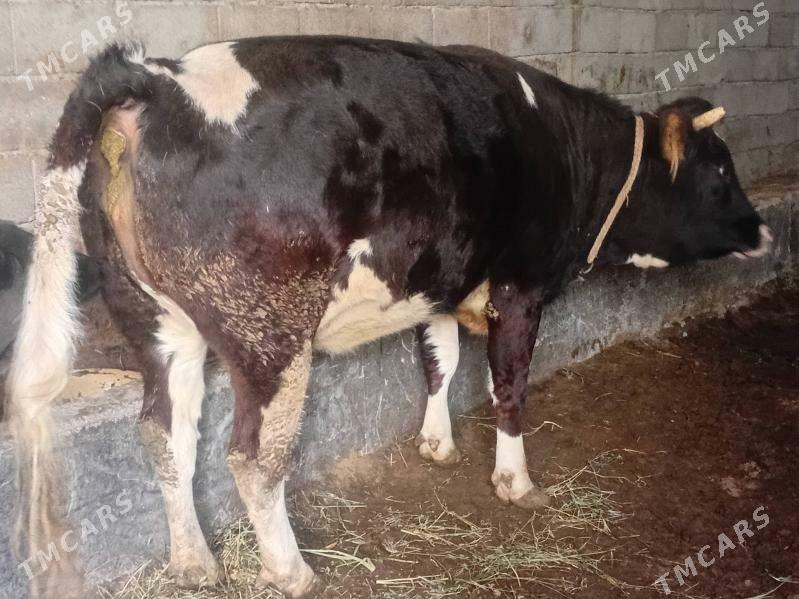 tuwe - Гёкдепе - img 1