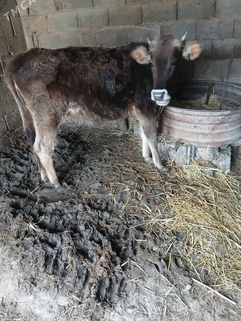 tuwe - Ак-Бугдайский этрап - img 1