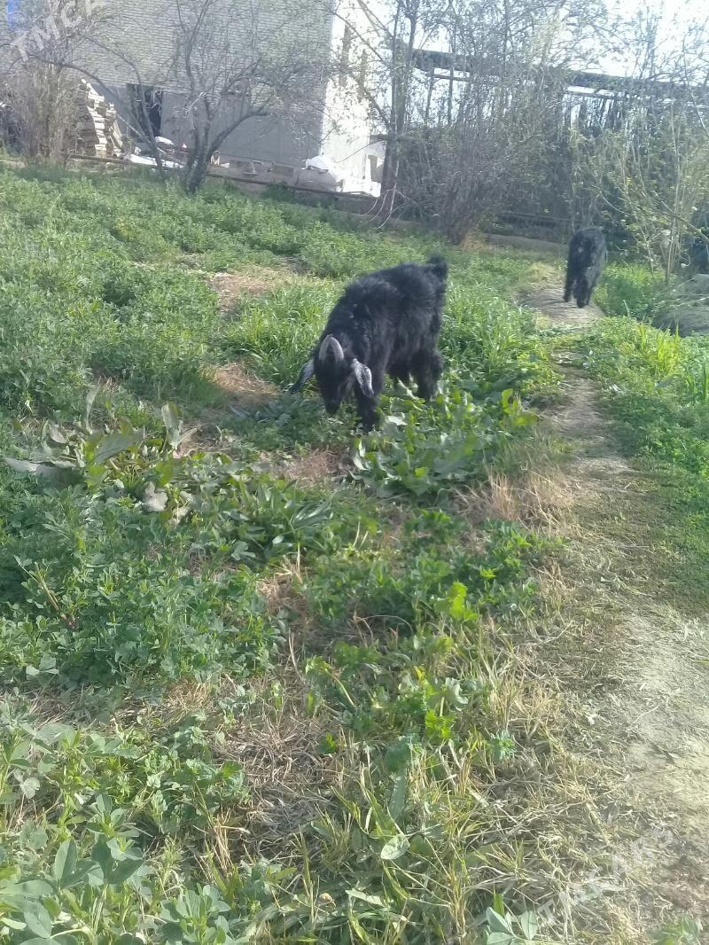 çebiş - Mary - img 1