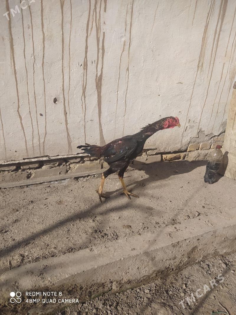 6 aylık horaz - Дашогуз - img 1