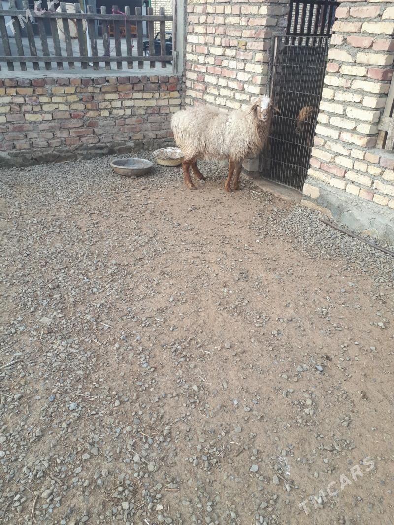 goýun - Берекет - img 1