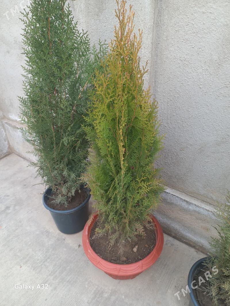 йолка Сары йашил - Дашогуз - img 1