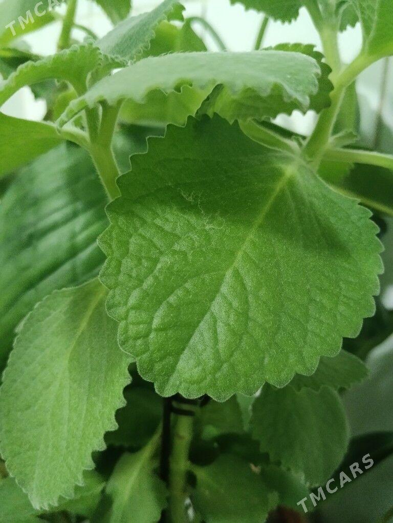 домашний цветок(плектрантус) - Ашхабад - img 1